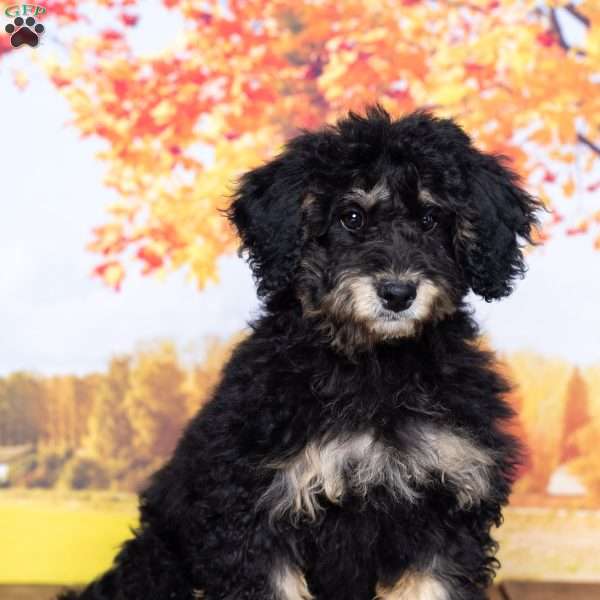 Ellie, Mini Bernedoodle Puppy